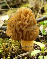 Verpa Bohemica: An Overview of an Edible Mushroom