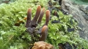 Xylaria polymorpha: A Comprehensive Review of its Taxonomy and Morphology