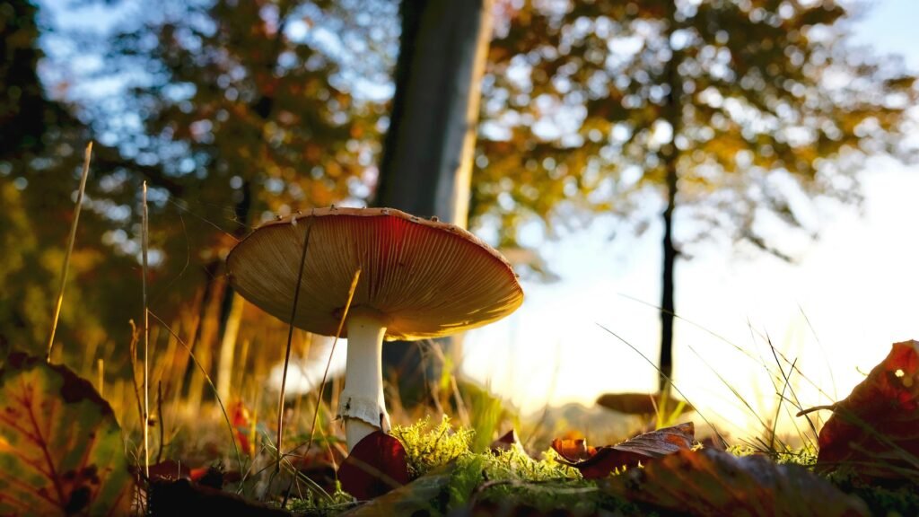 Can You Get Sick From Smelling A Poisonous Mushroom?