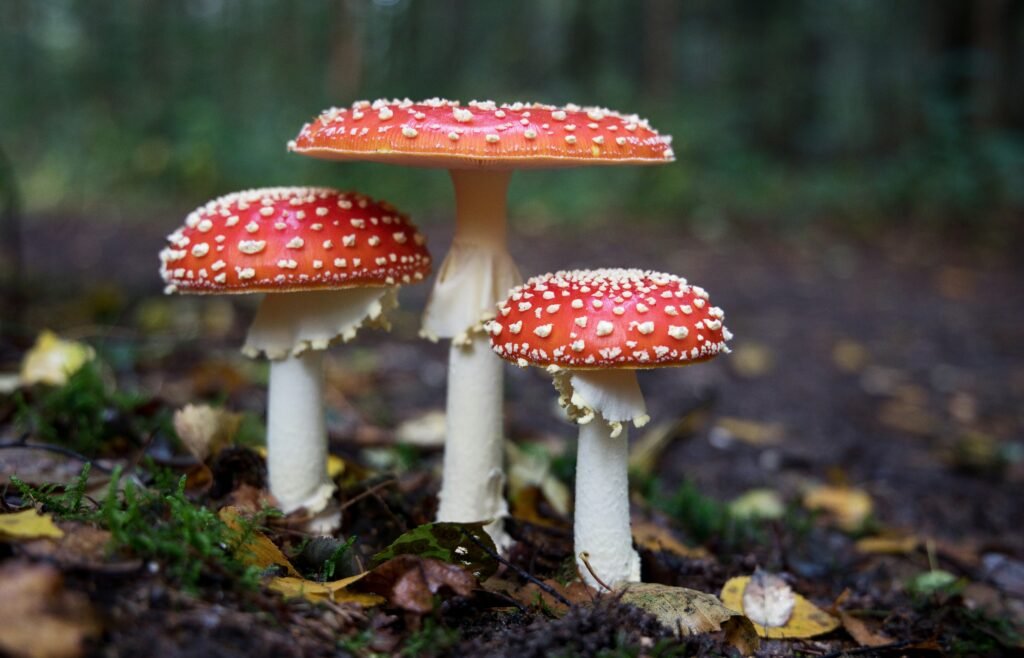 Is There A Mushroom Antidote?