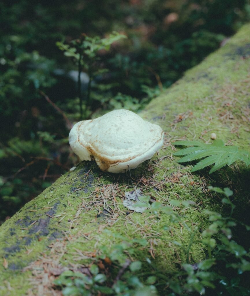 The Beginners Guide To Mushroom Foraging: Essential Safety Tips