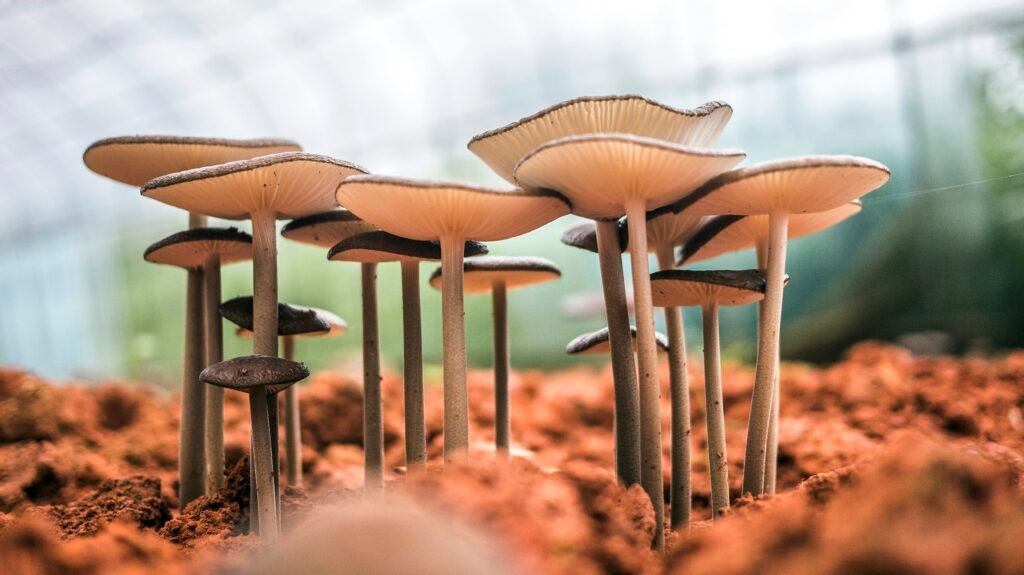 What Are The 4 Types Of Mushroom?