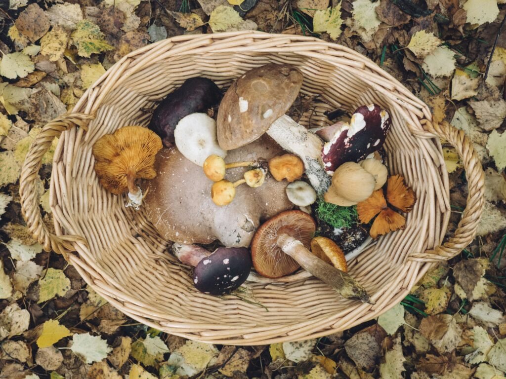 What Are The Rules For Mushroom Foraging?