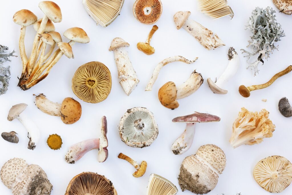 What Are The Rules For Mushroom Foraging?