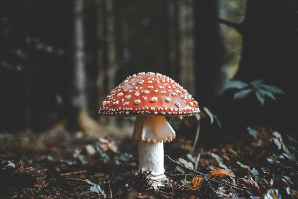 Can I Eat A Mushroom I Found At The Park?