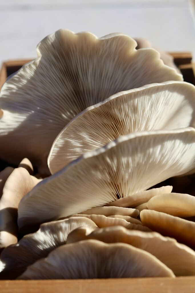 Top 10 Mushroom Foraging Hotspots In The Pacific Northwest