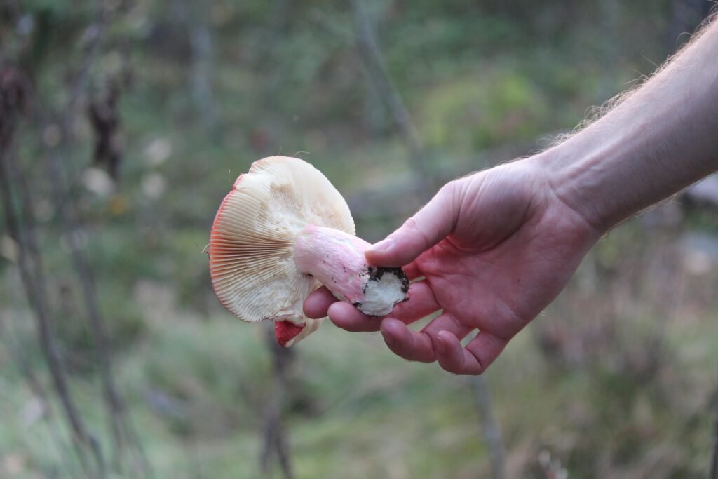 Trail Of The Mushrooms: Exploring Quebec’s Foraging Spots