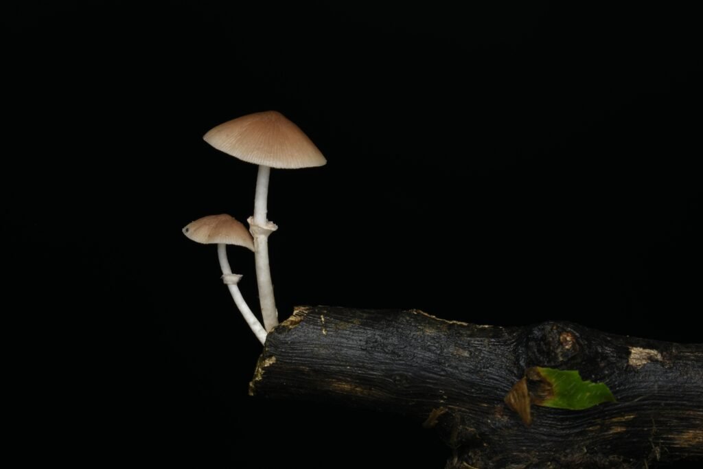 What Are The Chances Of A Mushroom Being Poisonous?