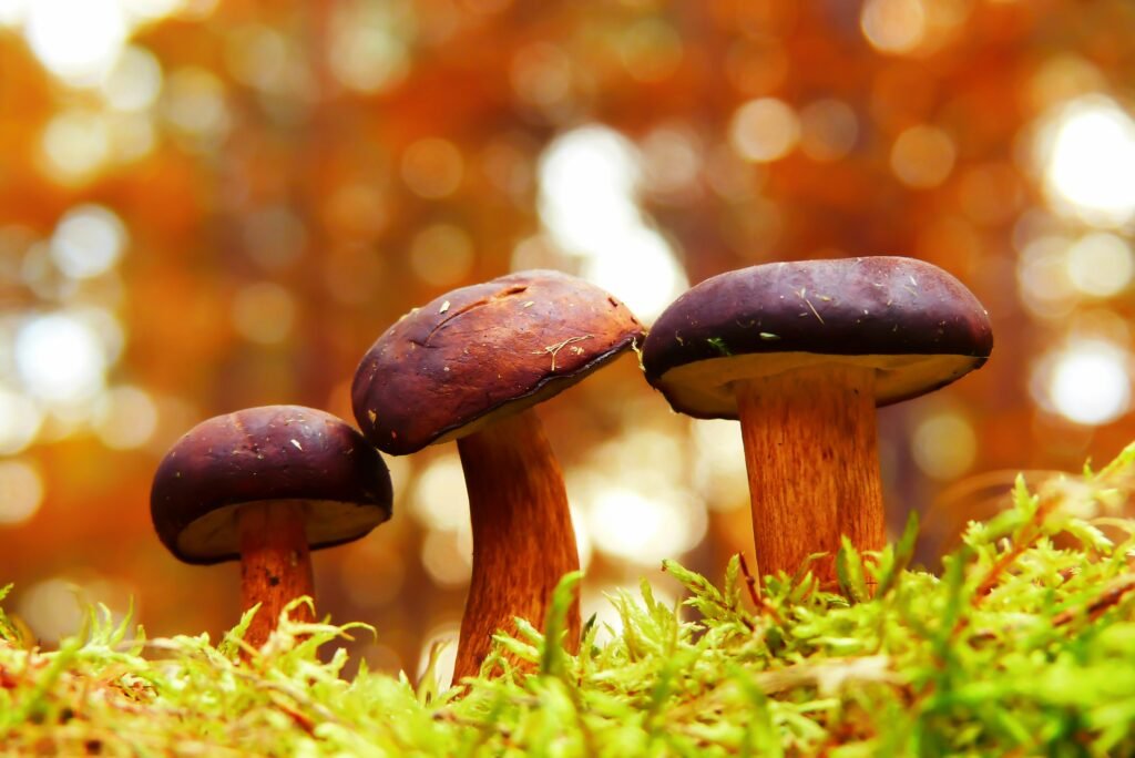 What Is A Mushroom Picker Slang?