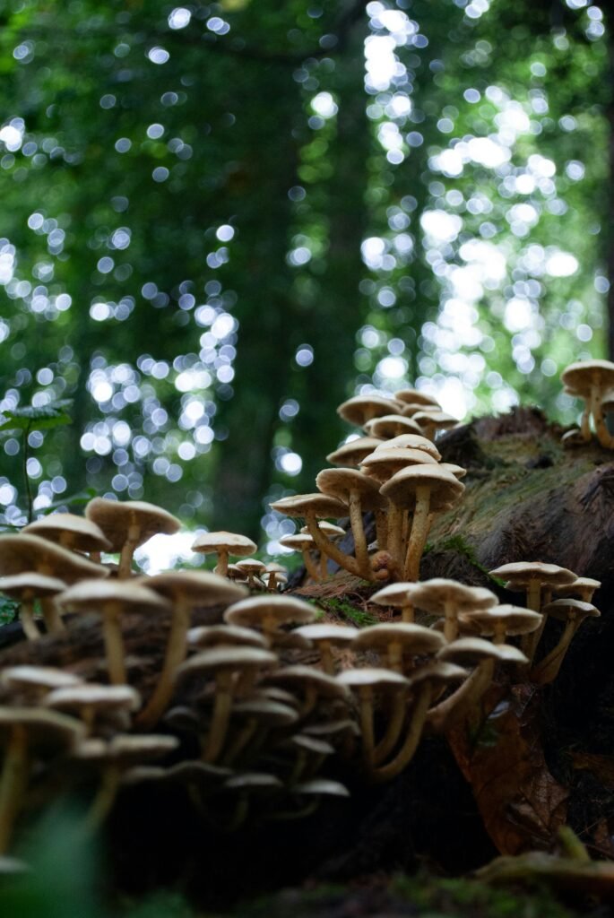 Can You Make Money Mushroom Hunting?
