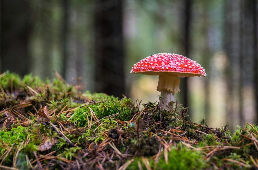 Discovering The Rich Mushroom Territories Of Scandinavia