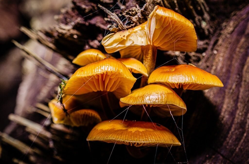 How Do I Know If A Mushroom Is Poisonous?