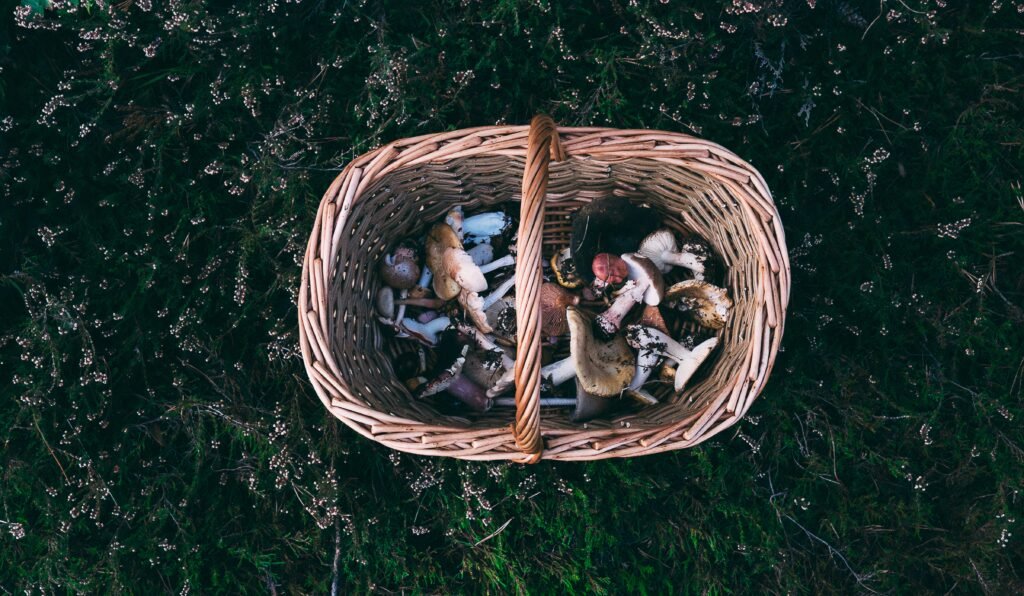 The Best Foraging Spots Along The Rocky Mountains