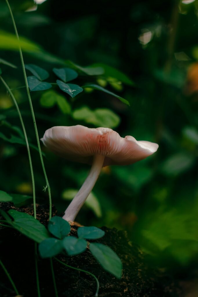What Happens If You Accidentally Eat A Poisonous Mushroom?