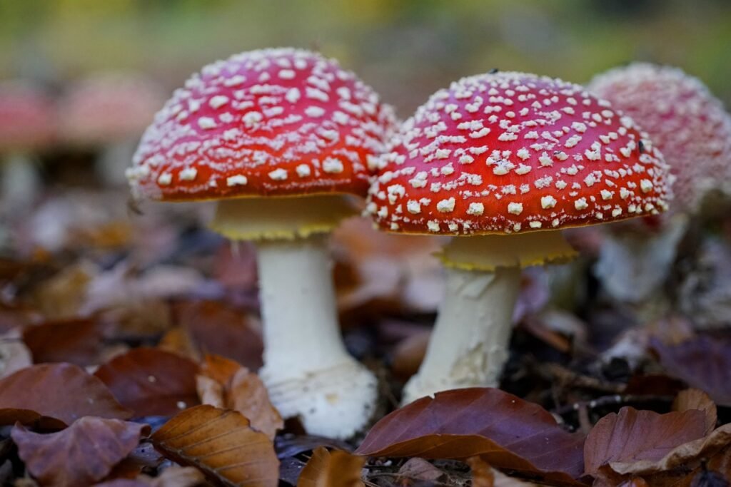 What Happens If You Touch A Poisonous Mushroom?
