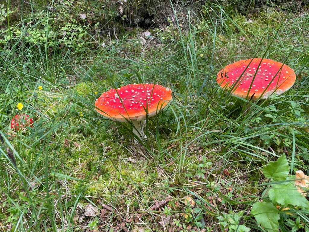 What Is The Most Poisonous Mushroom?