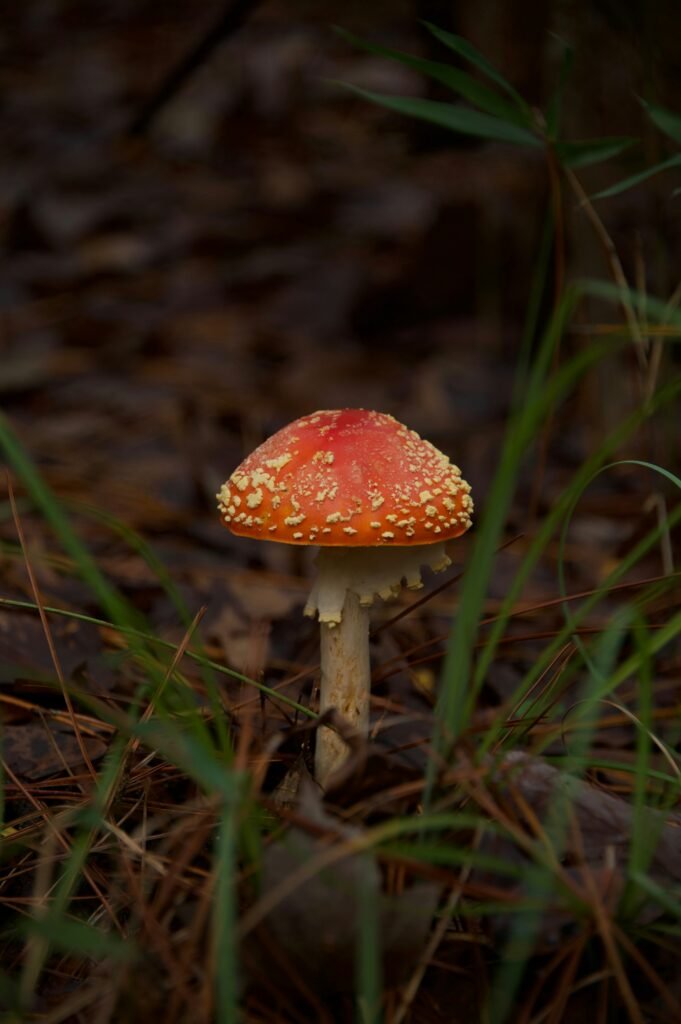 What Is The Most Poisonous Mushroom?