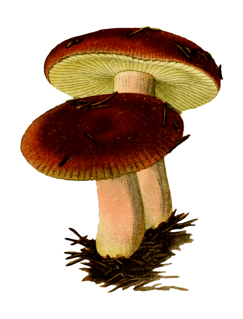 Is Mushroom Poisoning Reversible?