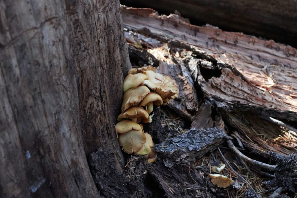 The Mysterious Purple Cap Mushroom