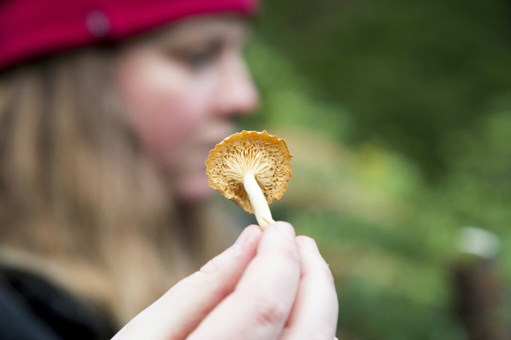 The Mysterious Purple Cap Mushroom