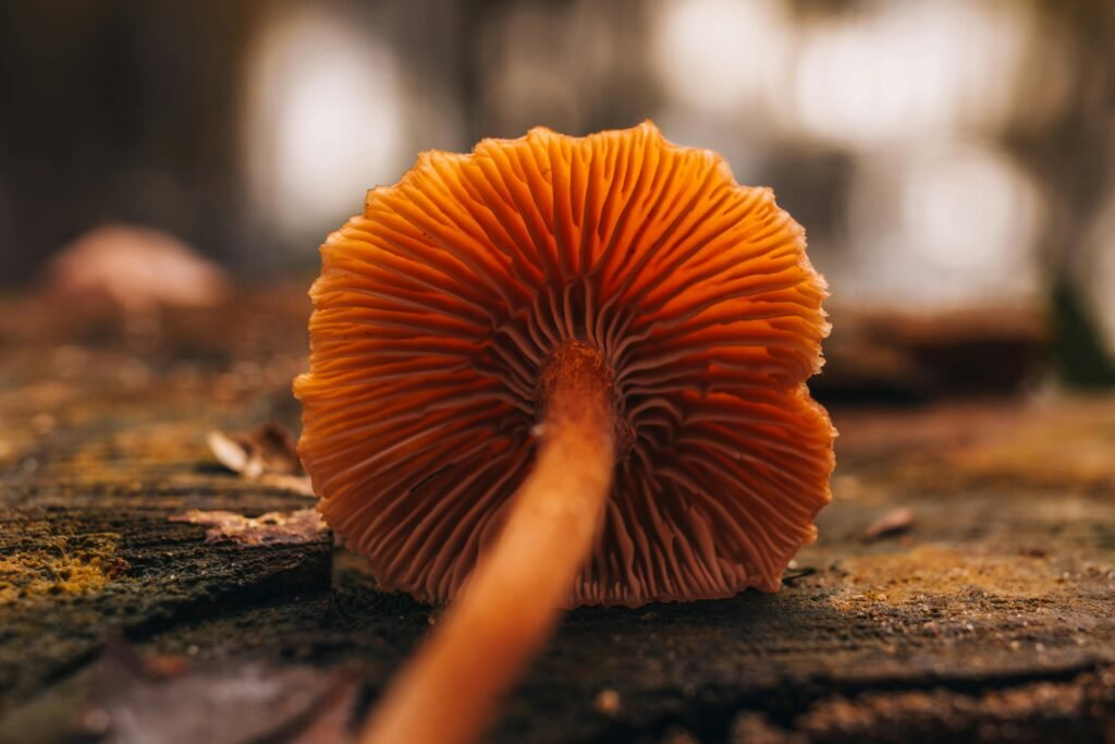 Unveiling The Fungal Wonders Of Australia’s Eucalypt Forests