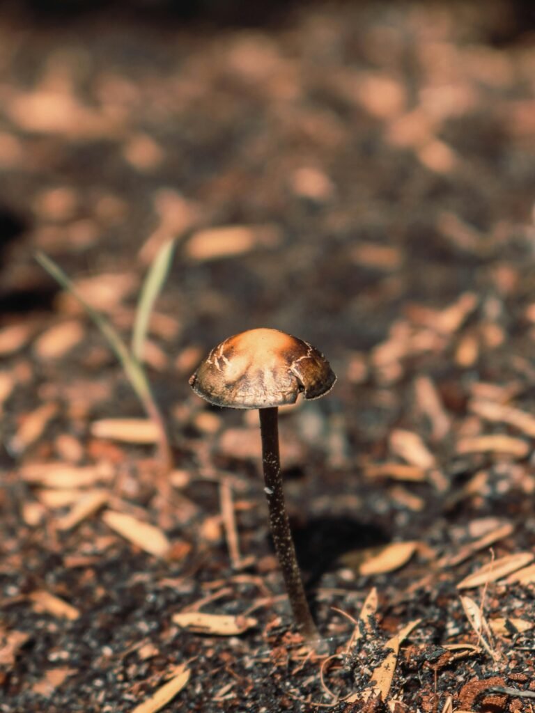 Unveiling The Fungal Wonders Of Australia’s Eucalypt Forests