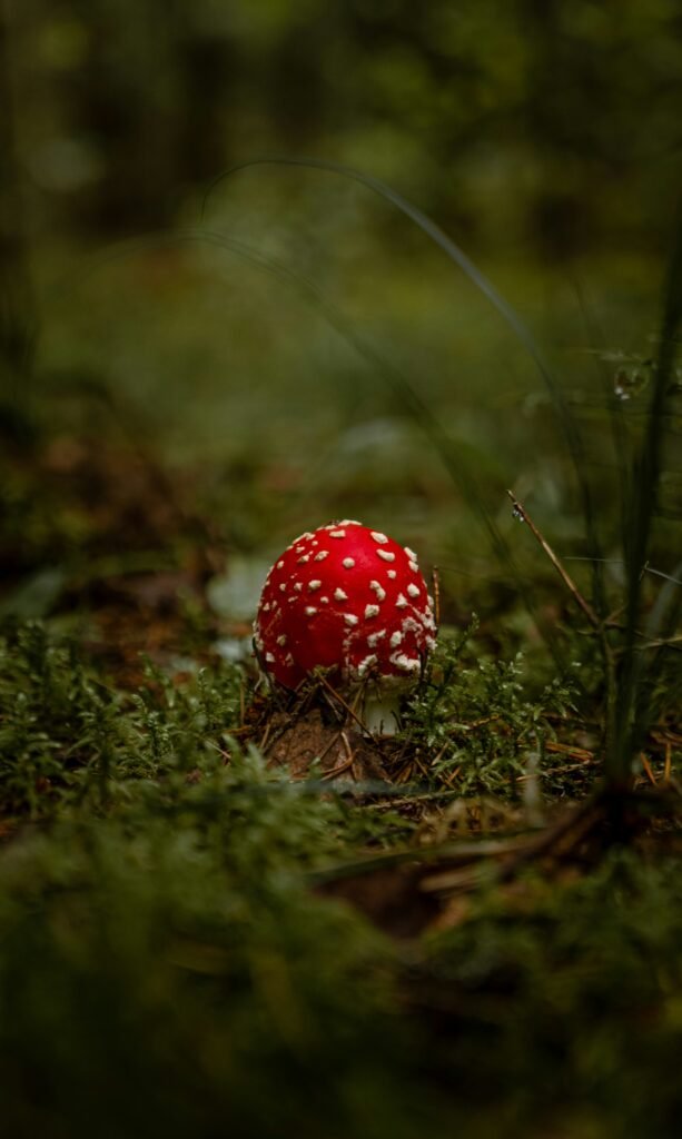 What Is The Most Toxic Mushroom In The World?