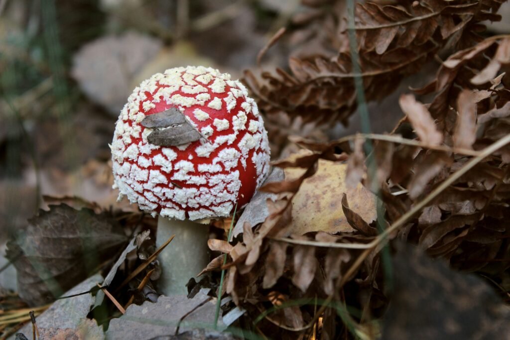 What Is The Most Toxic Mushroom In The World?