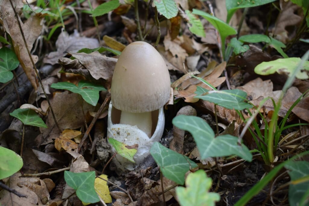 What Is The Most Toxic Mushroom In The World?