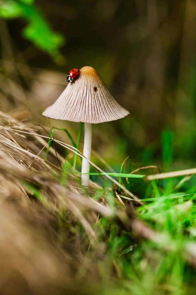 What Kingdom Does A Mushroom Belong To?