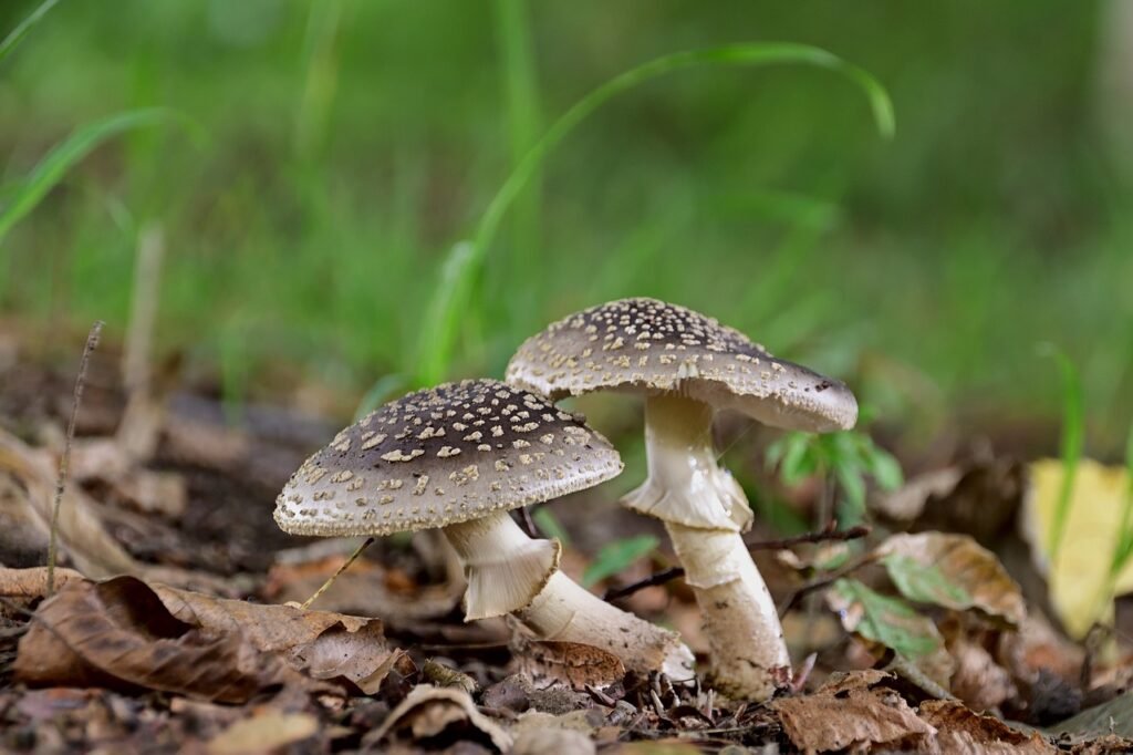 What Makes The Death Cap Mushroom So Toxic?