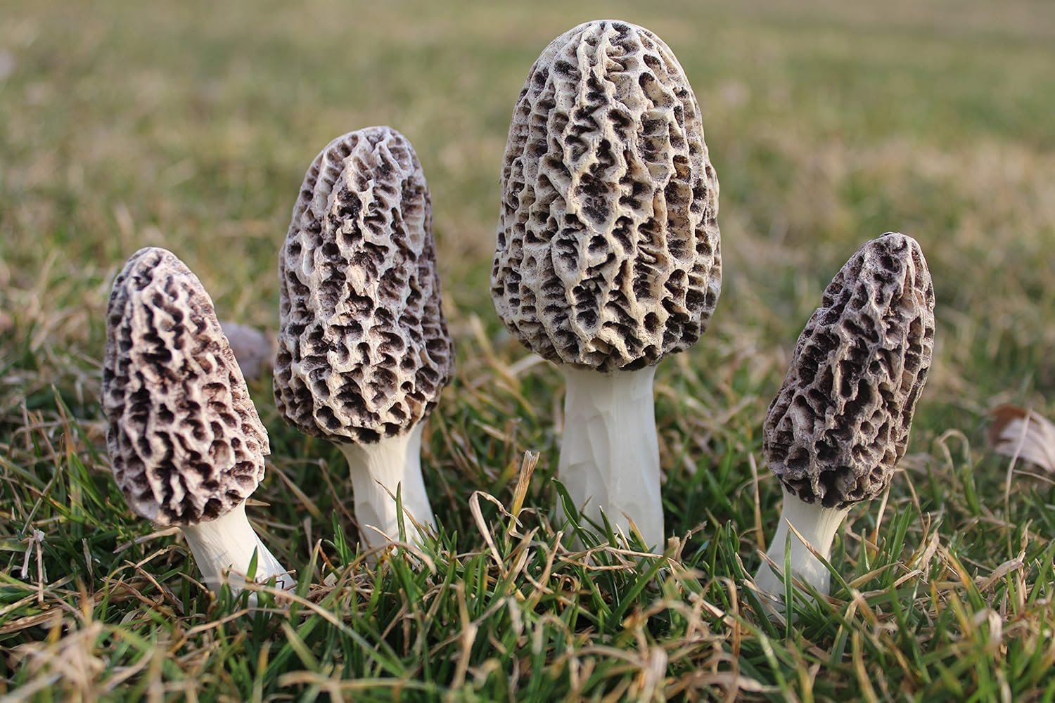 Morel Mushroom Garden Kit