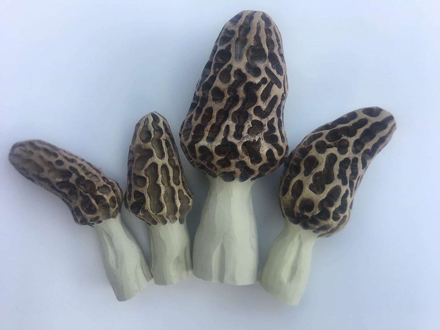 Morel Mushroom Garden Kit