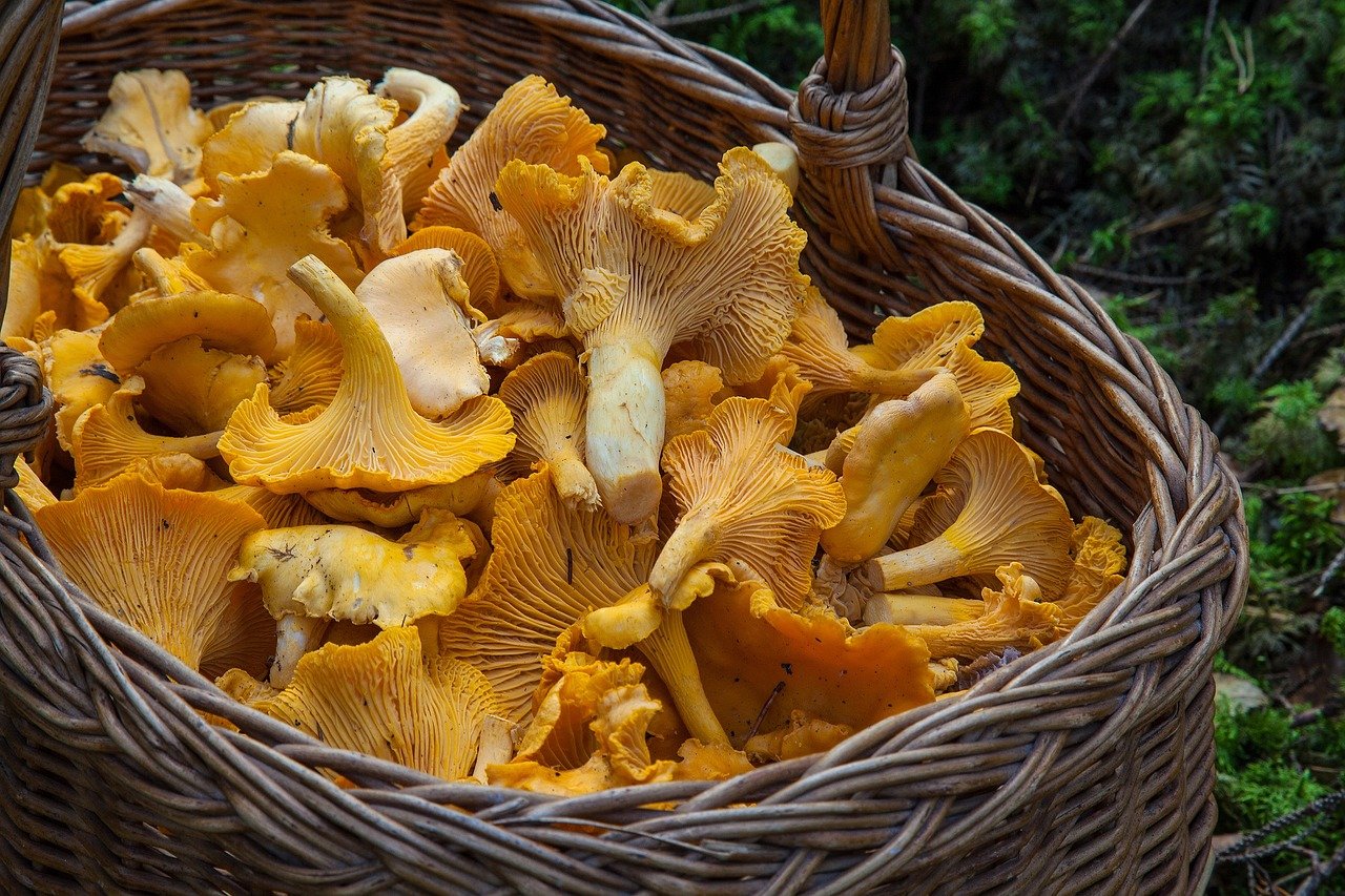 Mushrooms of the Hygrocybe Conica Species