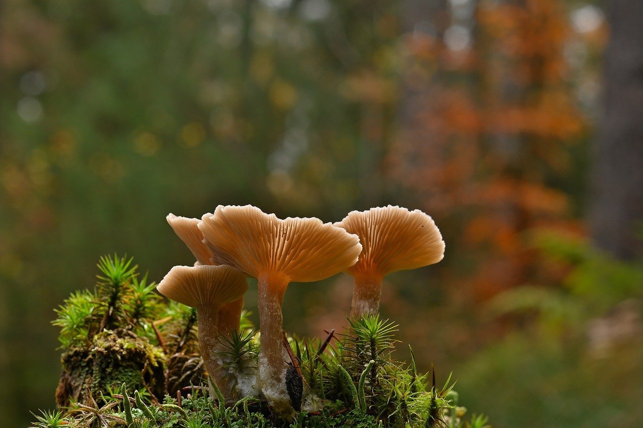 Mushrooms of the Hygrocybe Conica Species