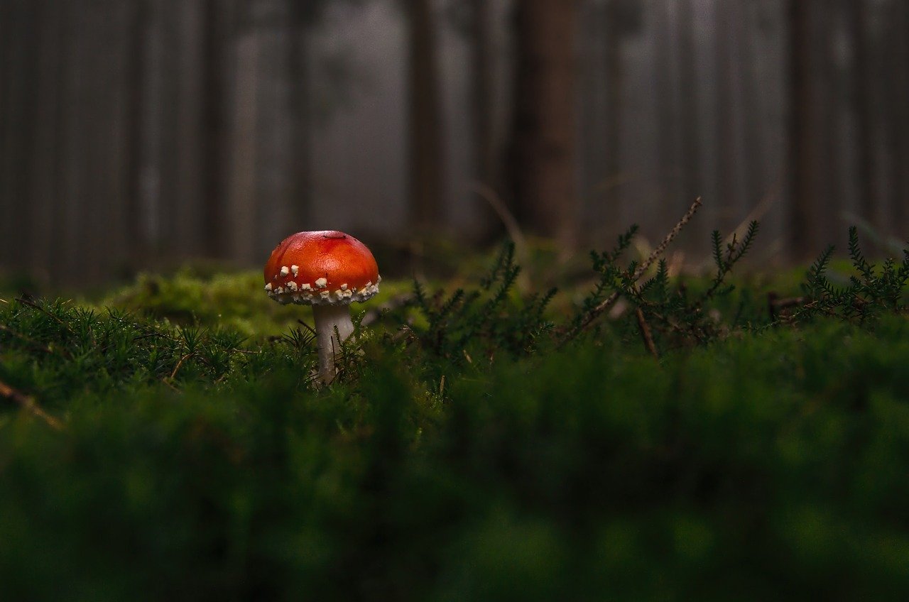 Mushrooms of the Hygrocybe Conica Species