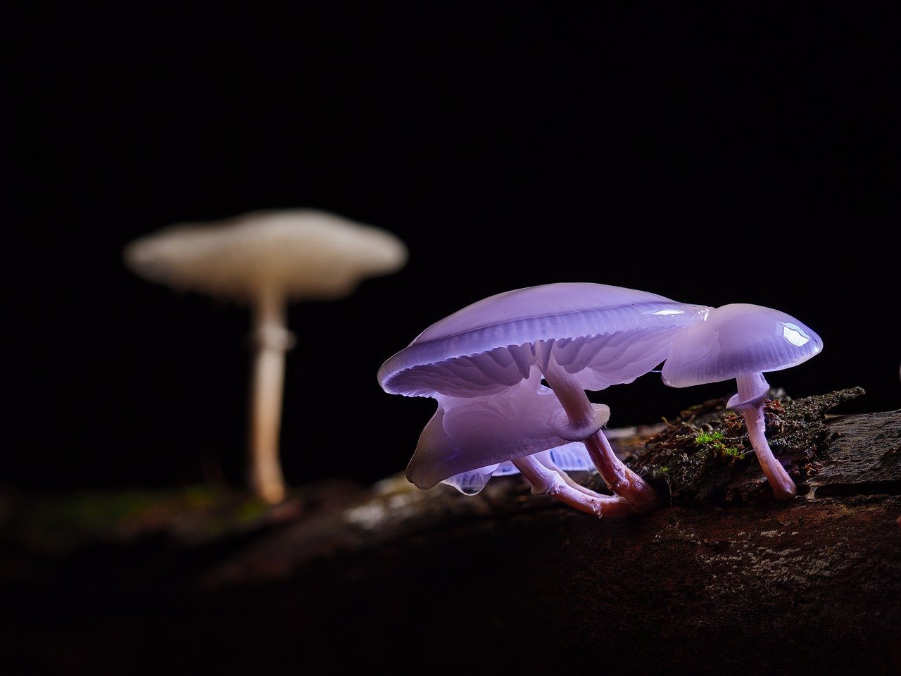 The Delicious Lactarius Mushroom