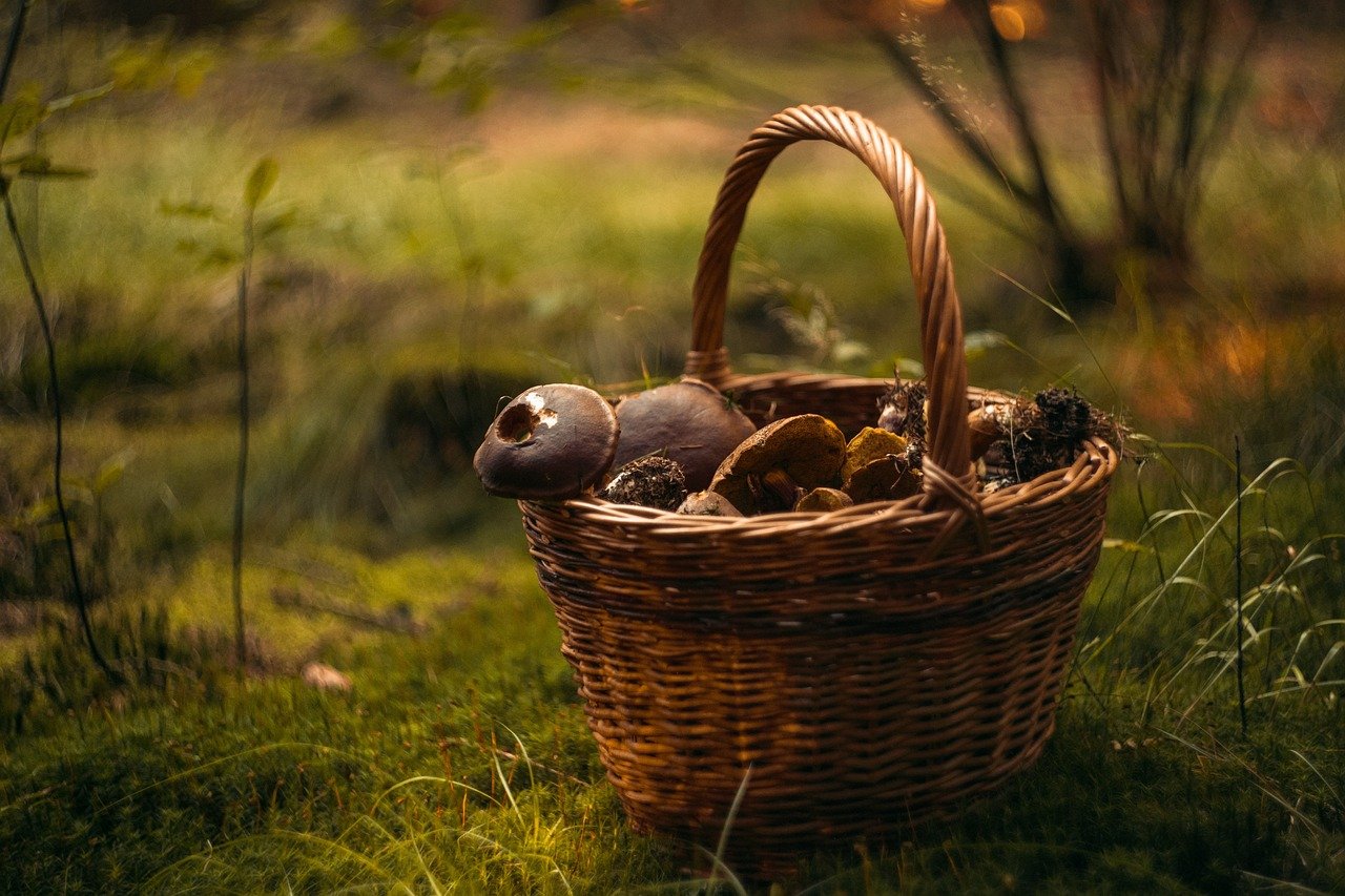 The Delicious Lactarius Mushroom