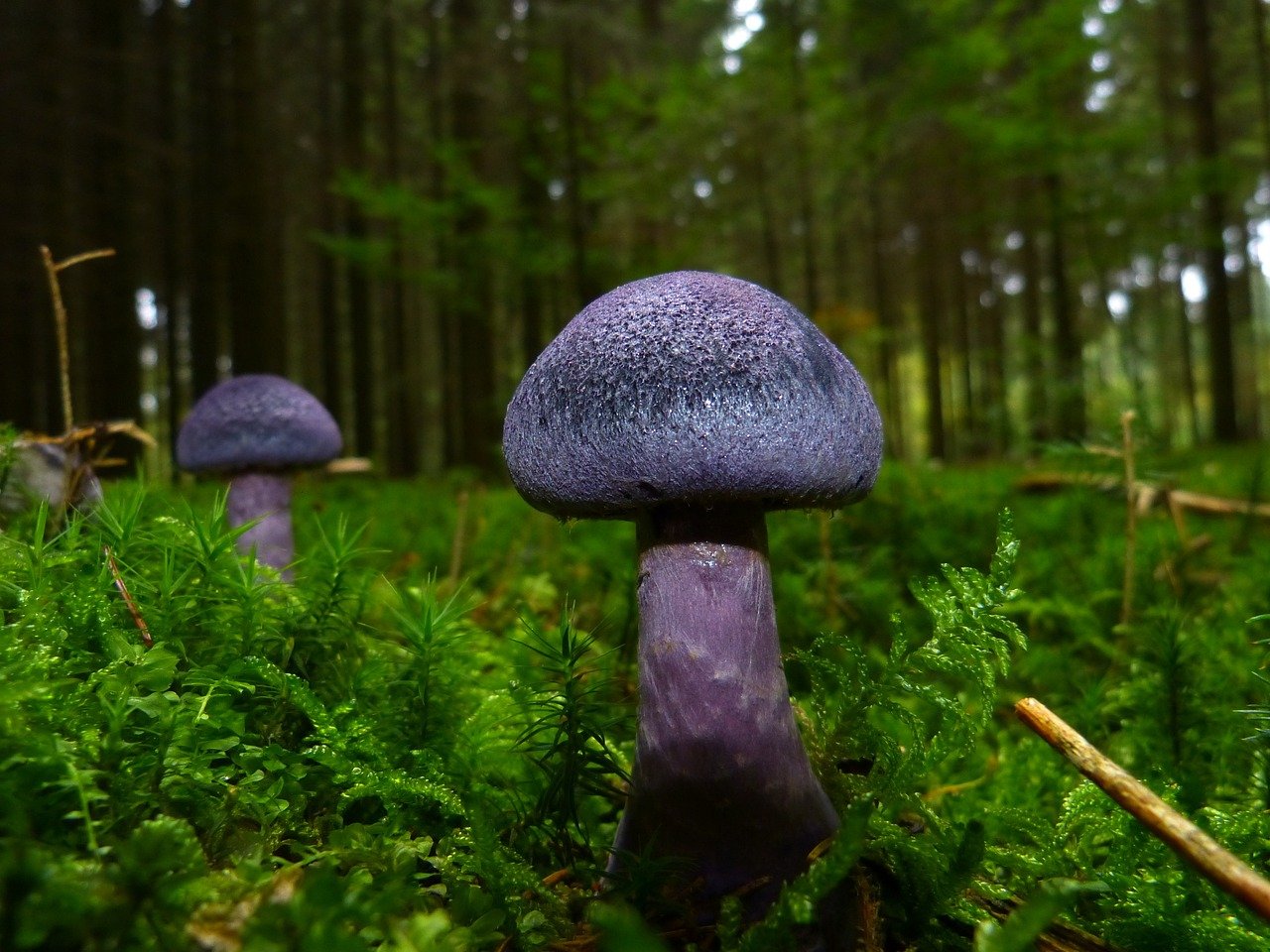 The Delicious Lactarius Mushroom