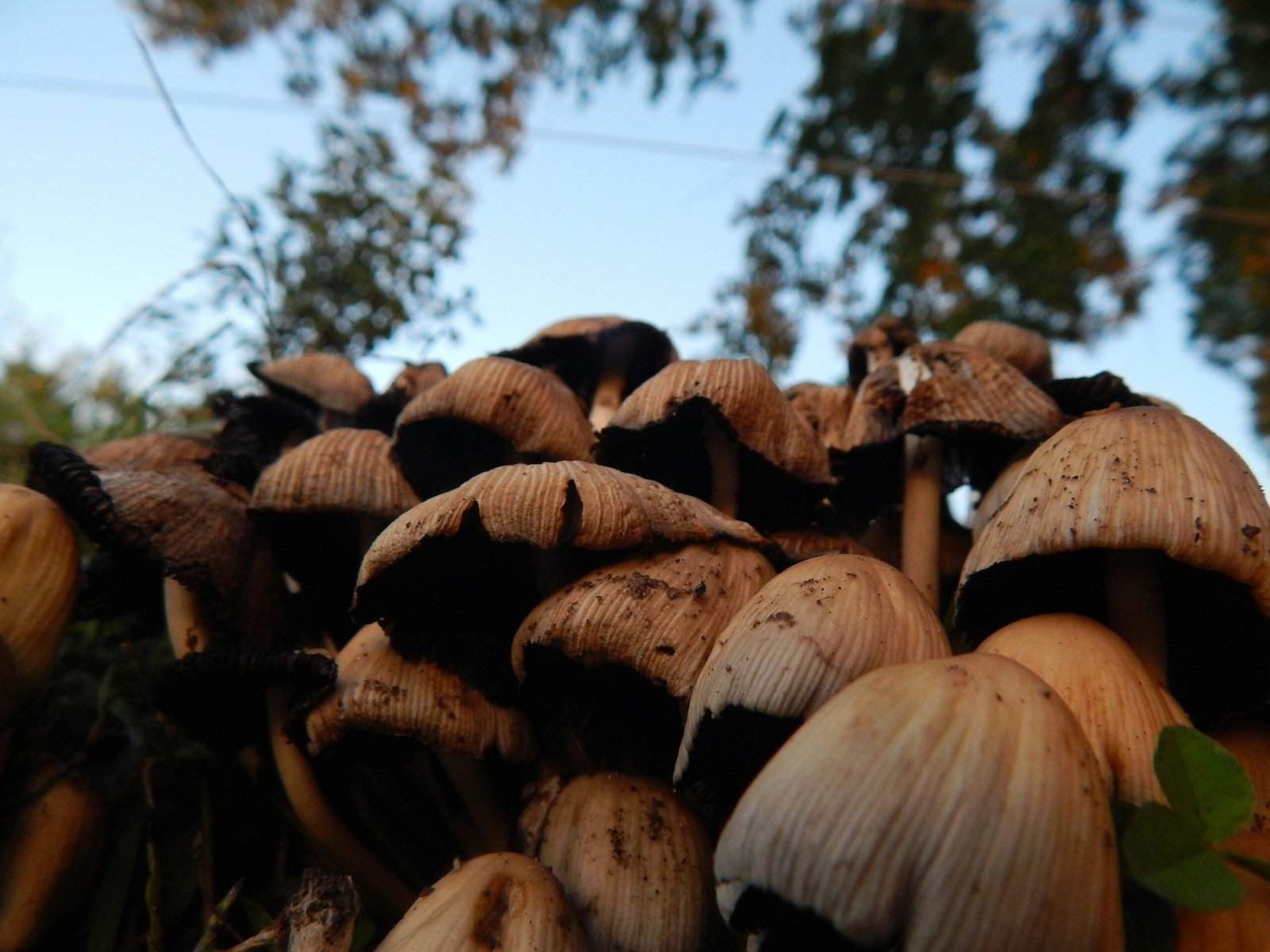 The Secret Mushroom Foraging Spots Of Central America