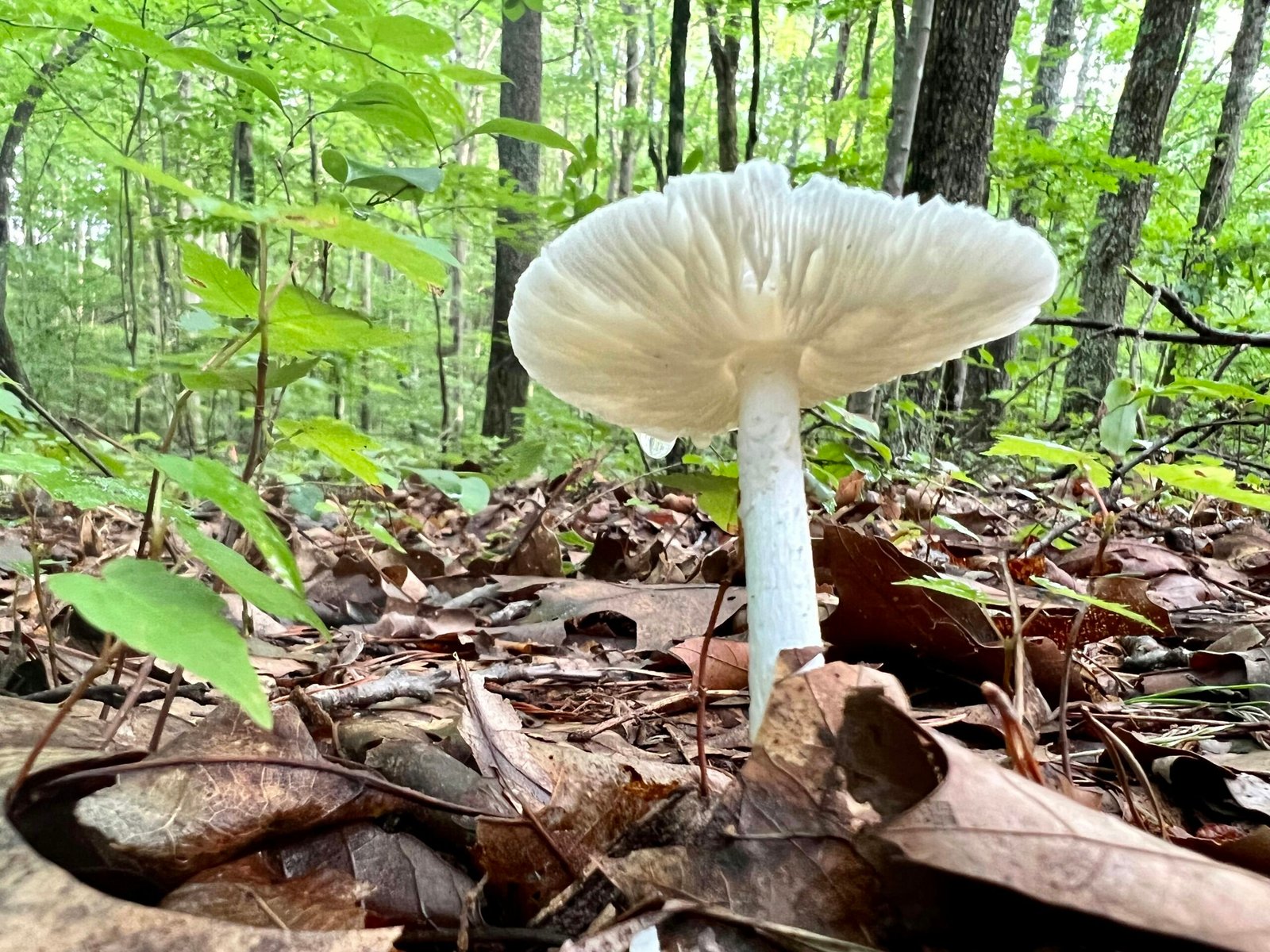 The Secret Mushroom Foraging Spots Of Central America