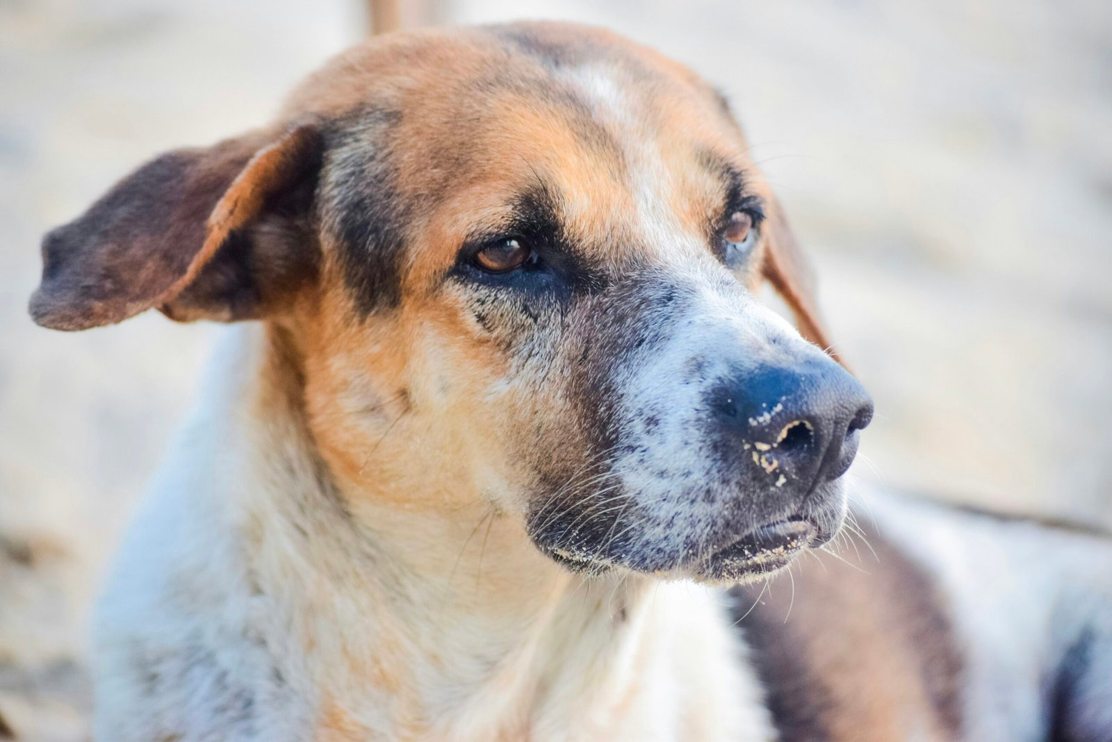 What Do Vets Do For Mushroom Poisoning?