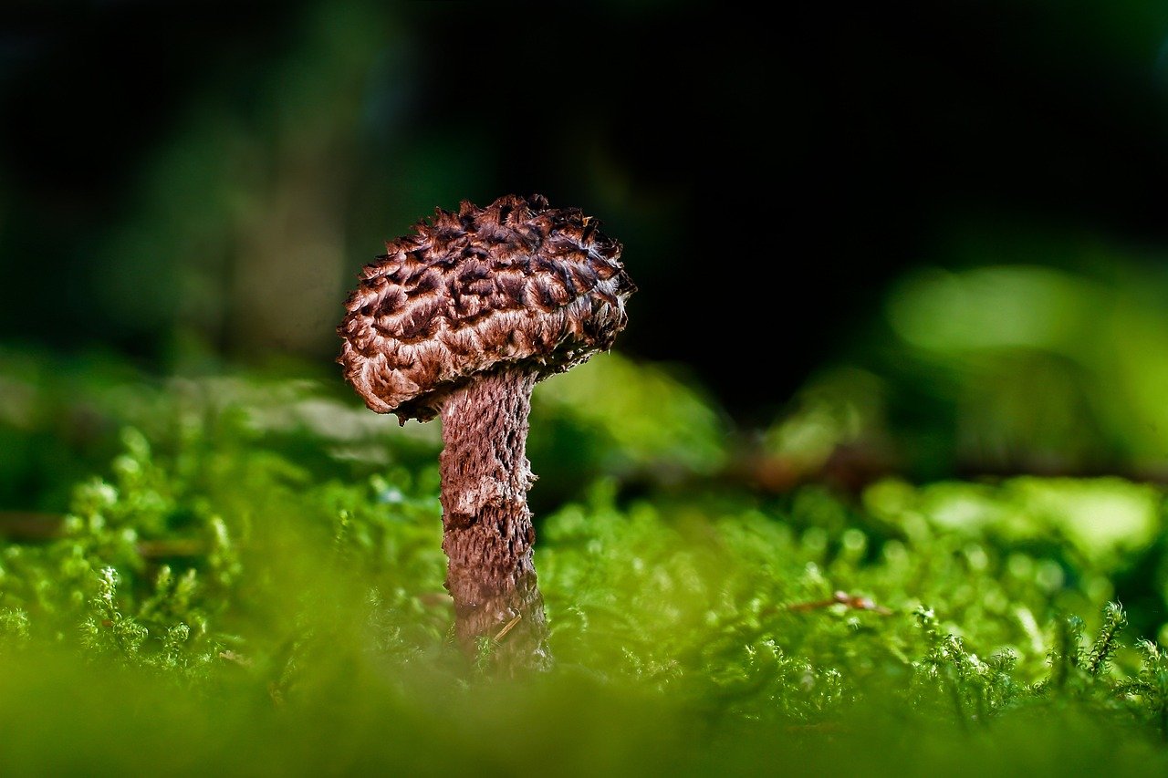 What Does A Mushroom Spore Print Tell You?