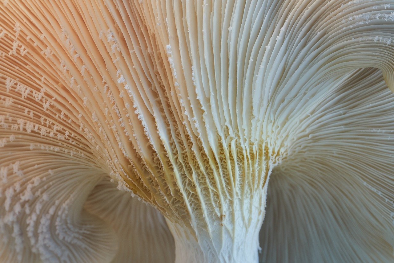 When Should You Go To The Hospital For Mushroom Poisoning?