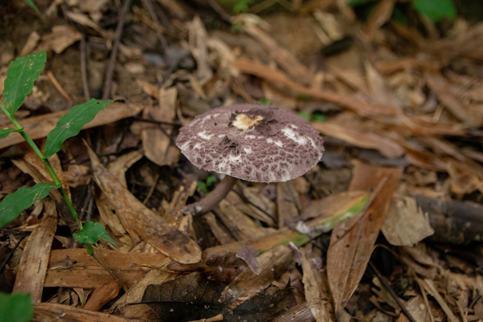 Island Fungi: A Guide To Foraging In Hawaii