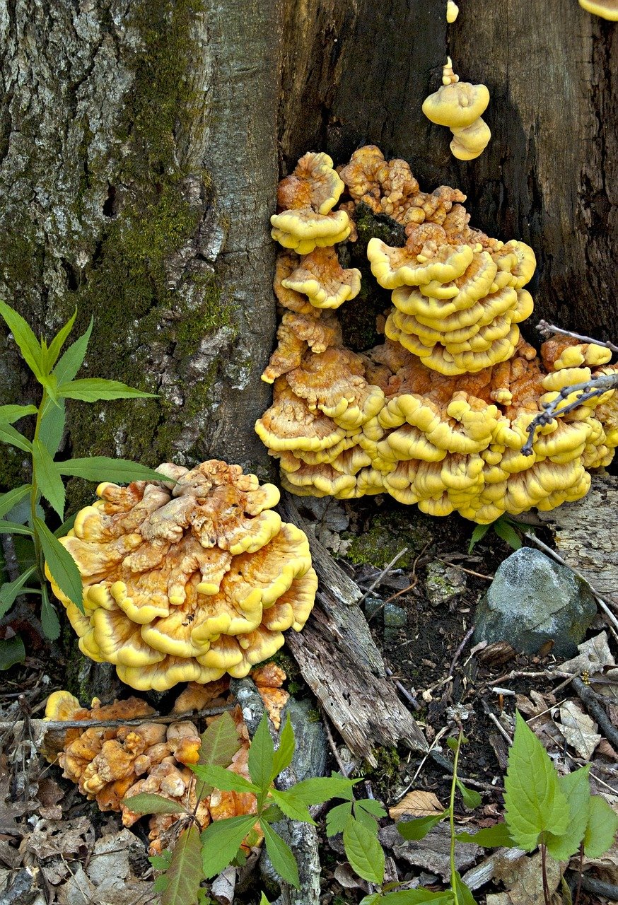 The Fascinating World of Laetiporus Sulphureus