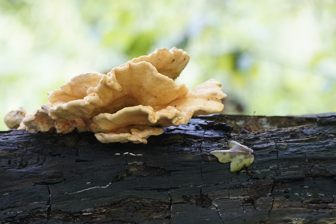 The Fascinating World of Laetiporus Sulphureus