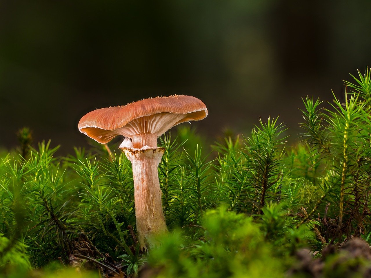 The Mushroom Hunters Guide To The Pacific Crest Trail