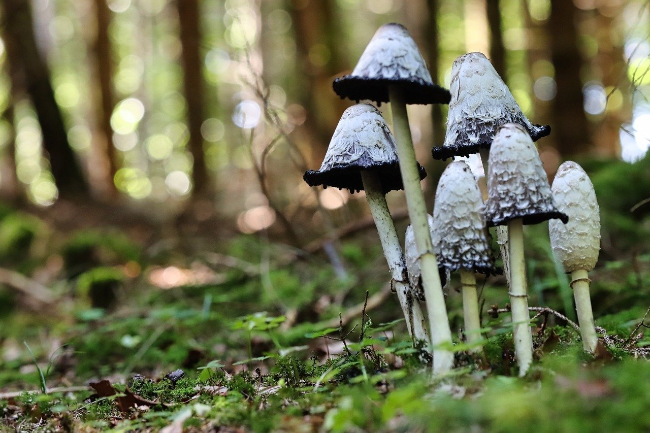 The Mushroom Hunters Guide To The Pacific Crest Trail