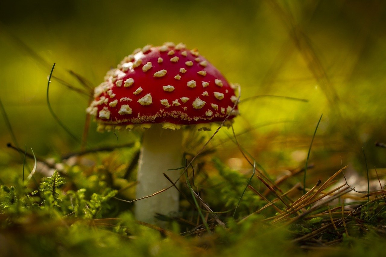 The Mushroom Hunters Guide To The Pacific Crest Trail